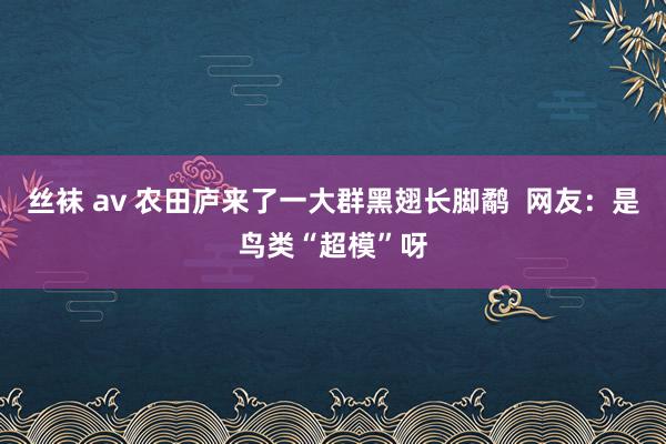 丝袜 av 农田庐来了一大群黑翅长脚鹬  网友：是鸟类“超模”呀